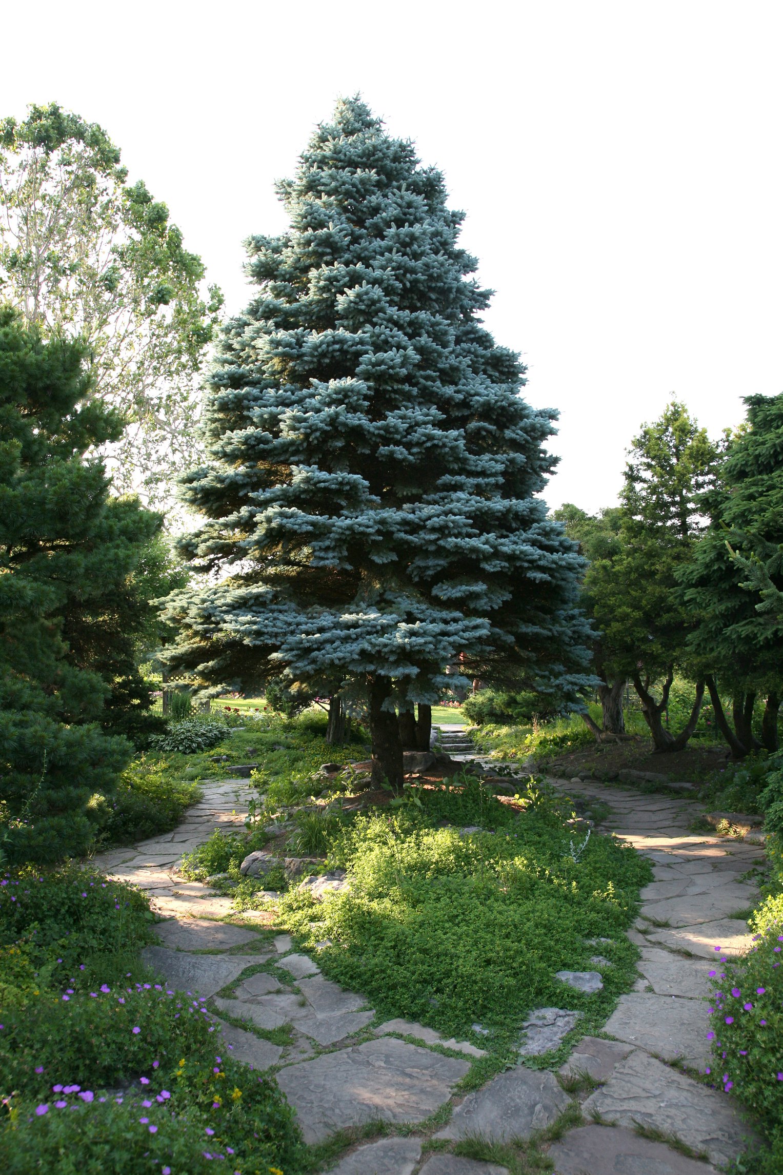 The Best Soil For Colorado Blue Spruce Trees EHow