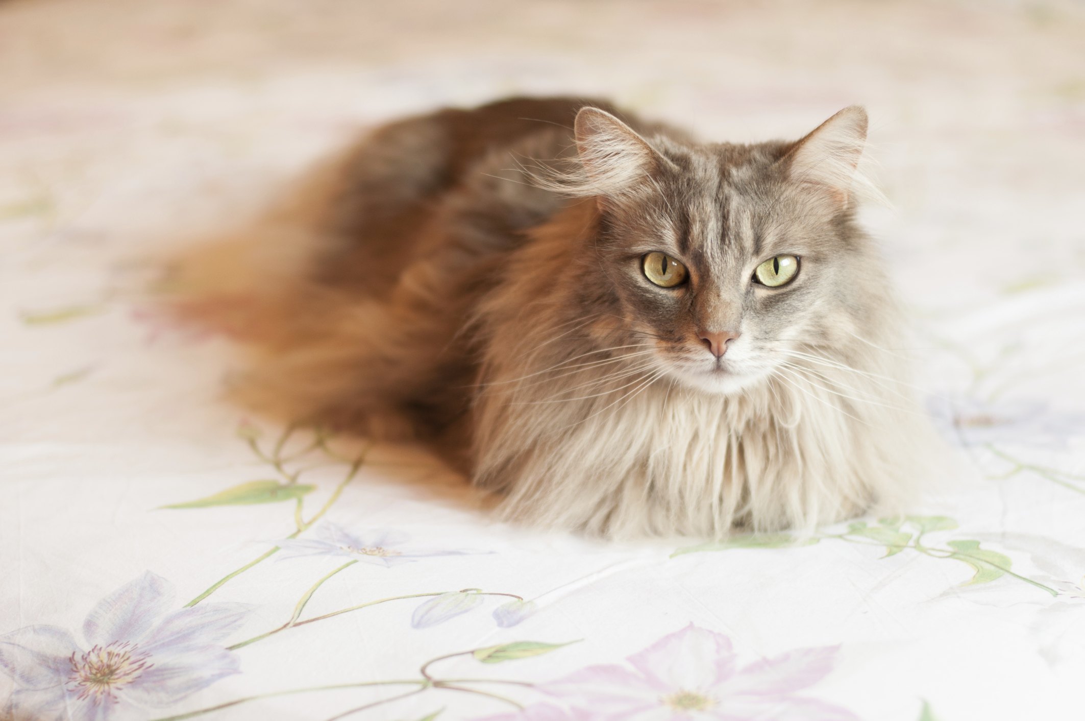 How to Remove Cat Pee From a Mattress | eHow