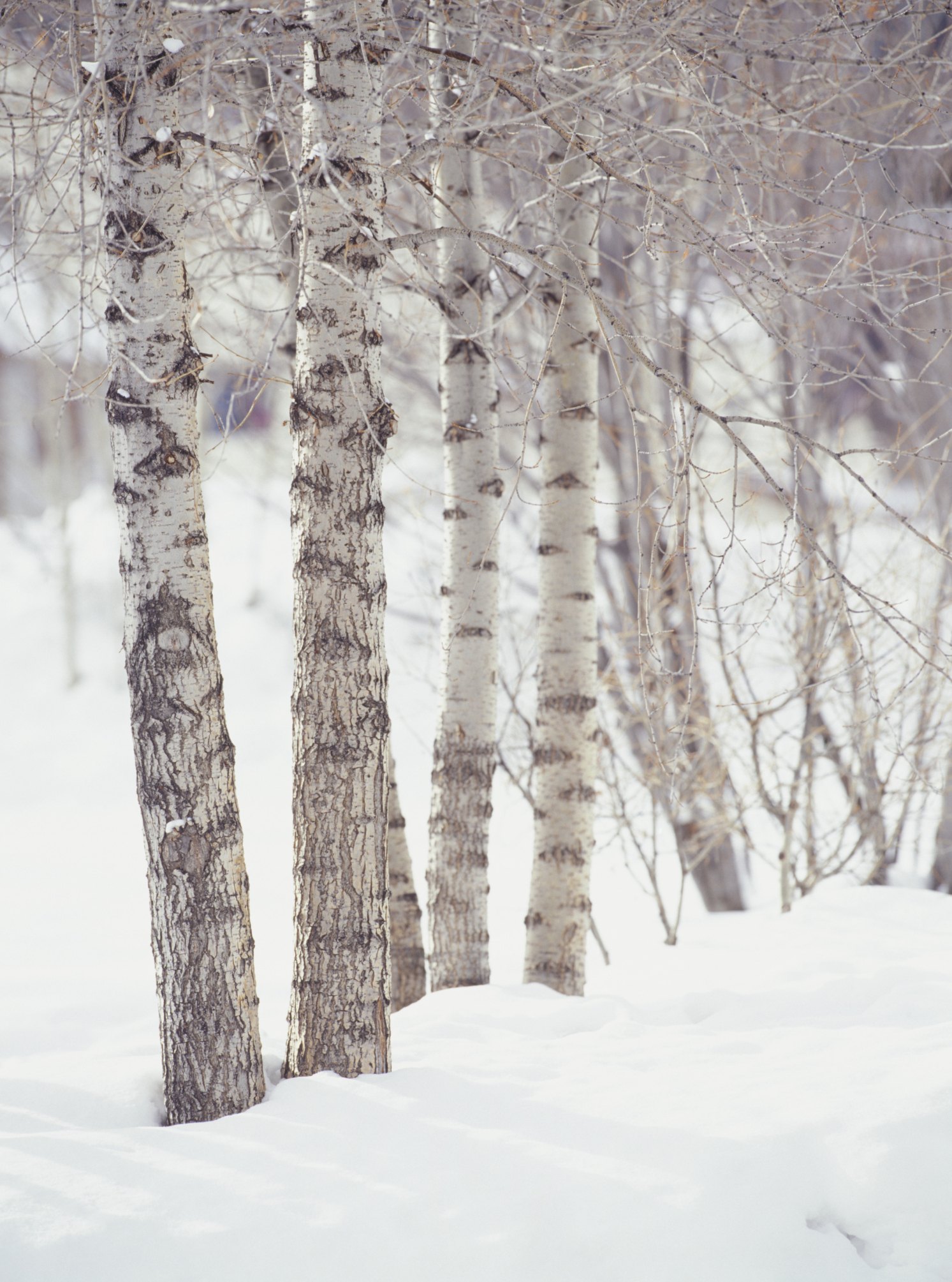 How to Paint Birch Trees With Acrylic Paint  eHow