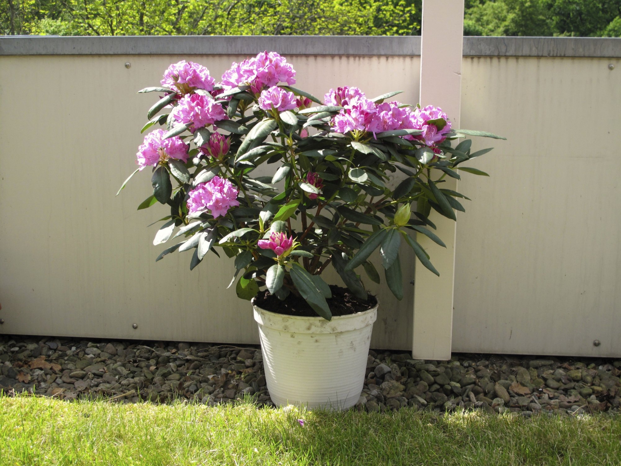 how to transplant rhododendrons ehow how to transplant rhododendrons ehow