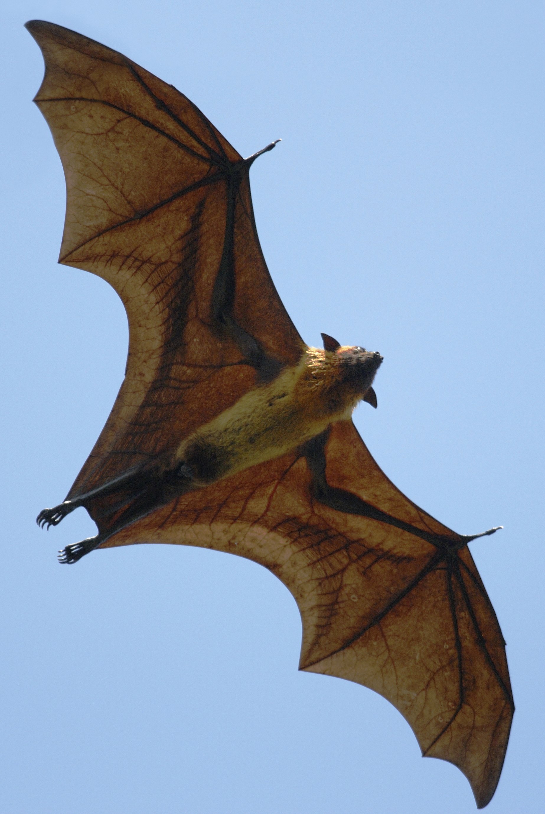 Fruit Bat Wing Size