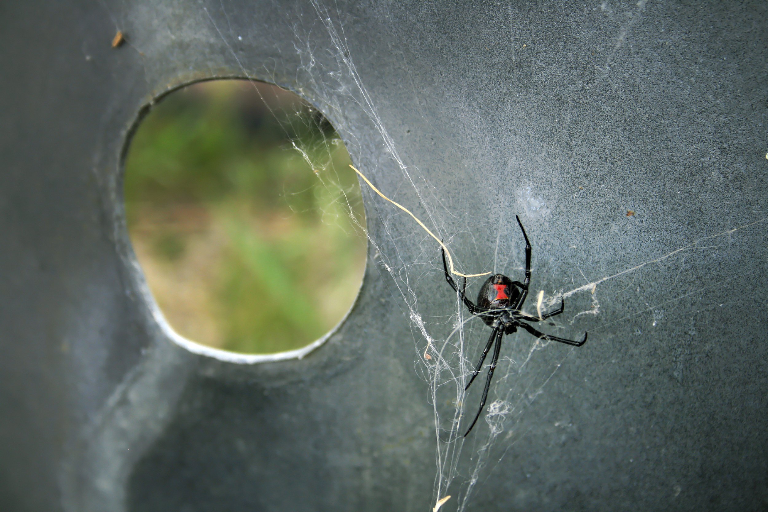 Are Black Widow Spiders Poisonous Are Male Black Widows Poisonous