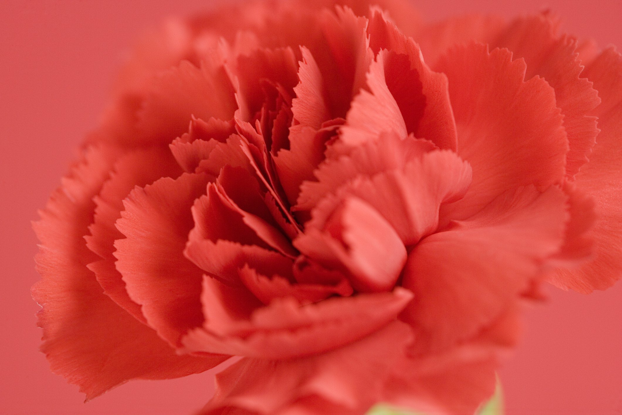 what-is-the-meaning-of-a-red-carnation-ehow