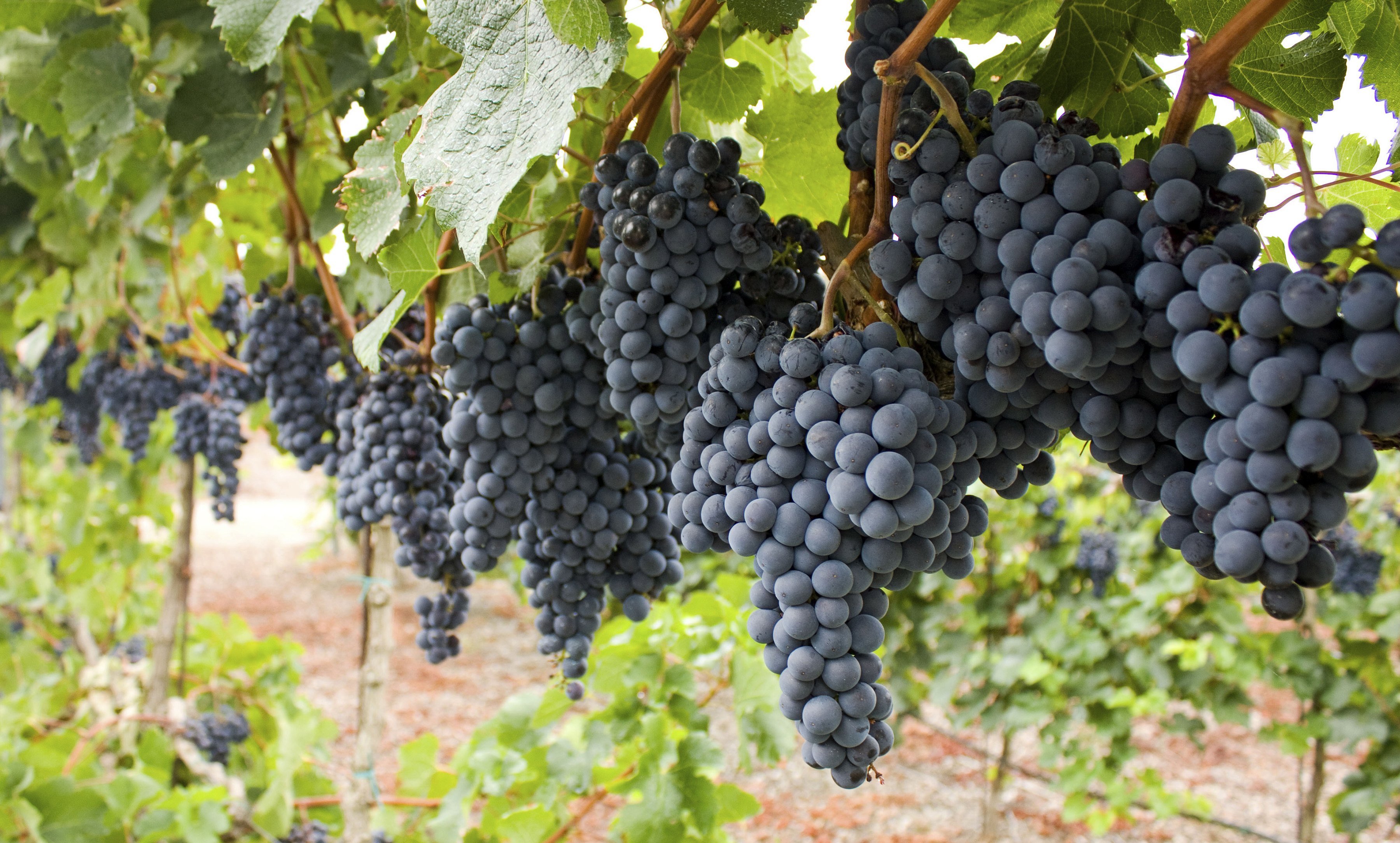 how-to-cure-black-rot-in-grapes-ehow