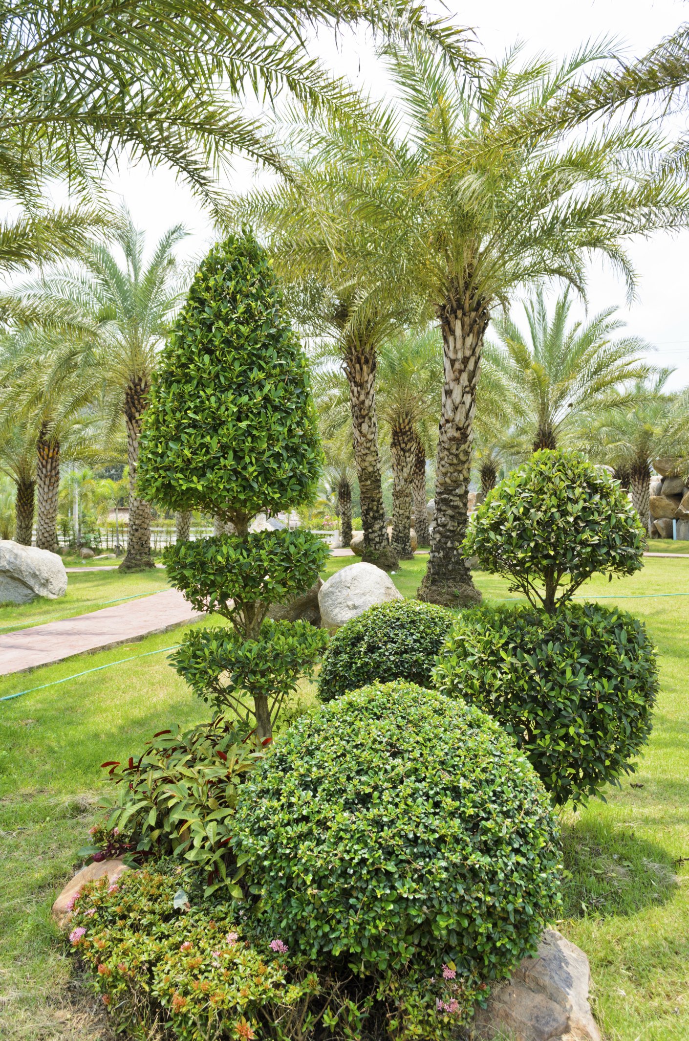 Types Of Dwarf Coconut Trees