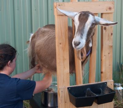 Dangers of Goat Milk (with Pictures) | eHow