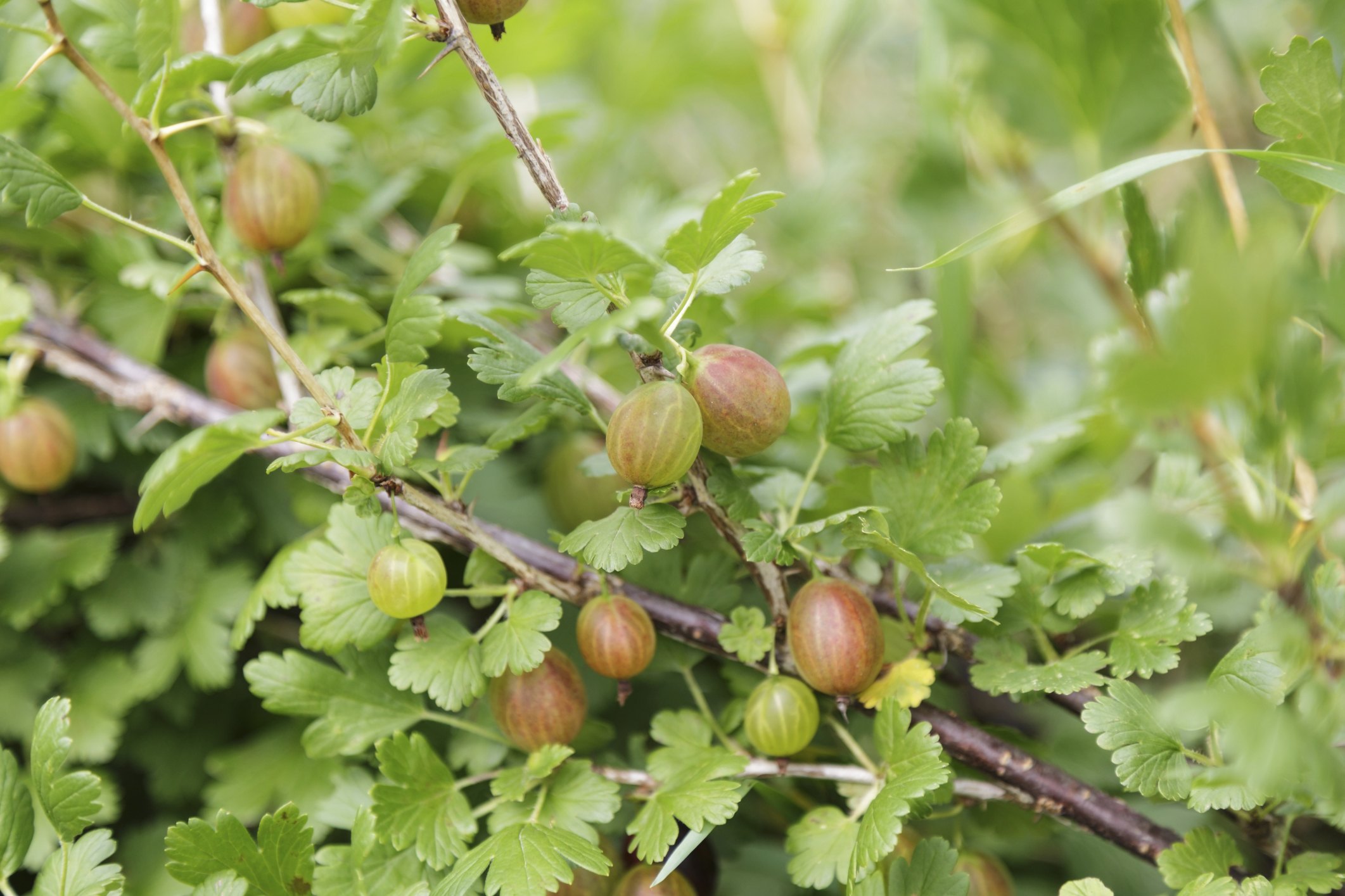 How To Prune Gooseberries