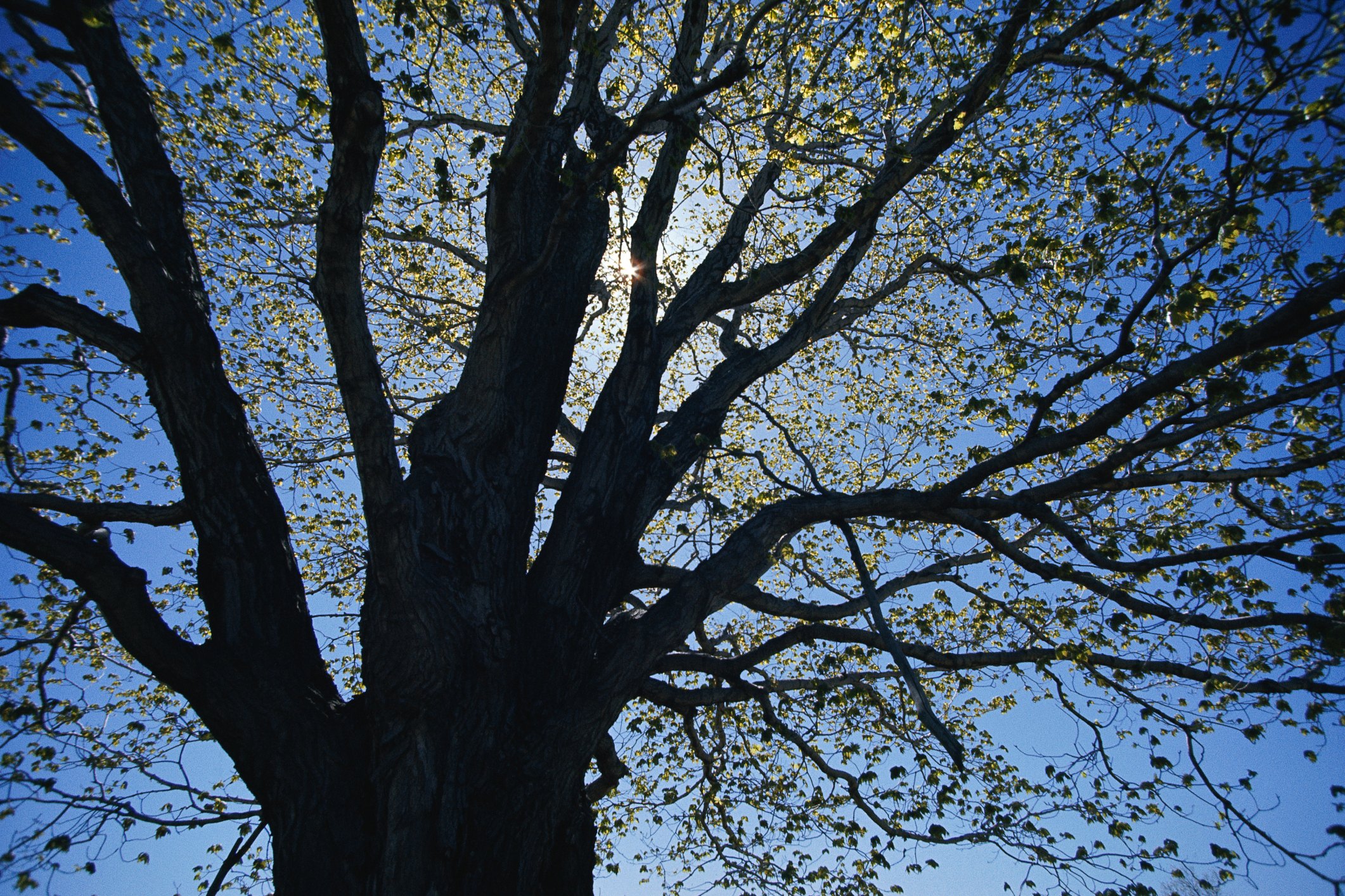 life-span-for-oak-trees-ehow