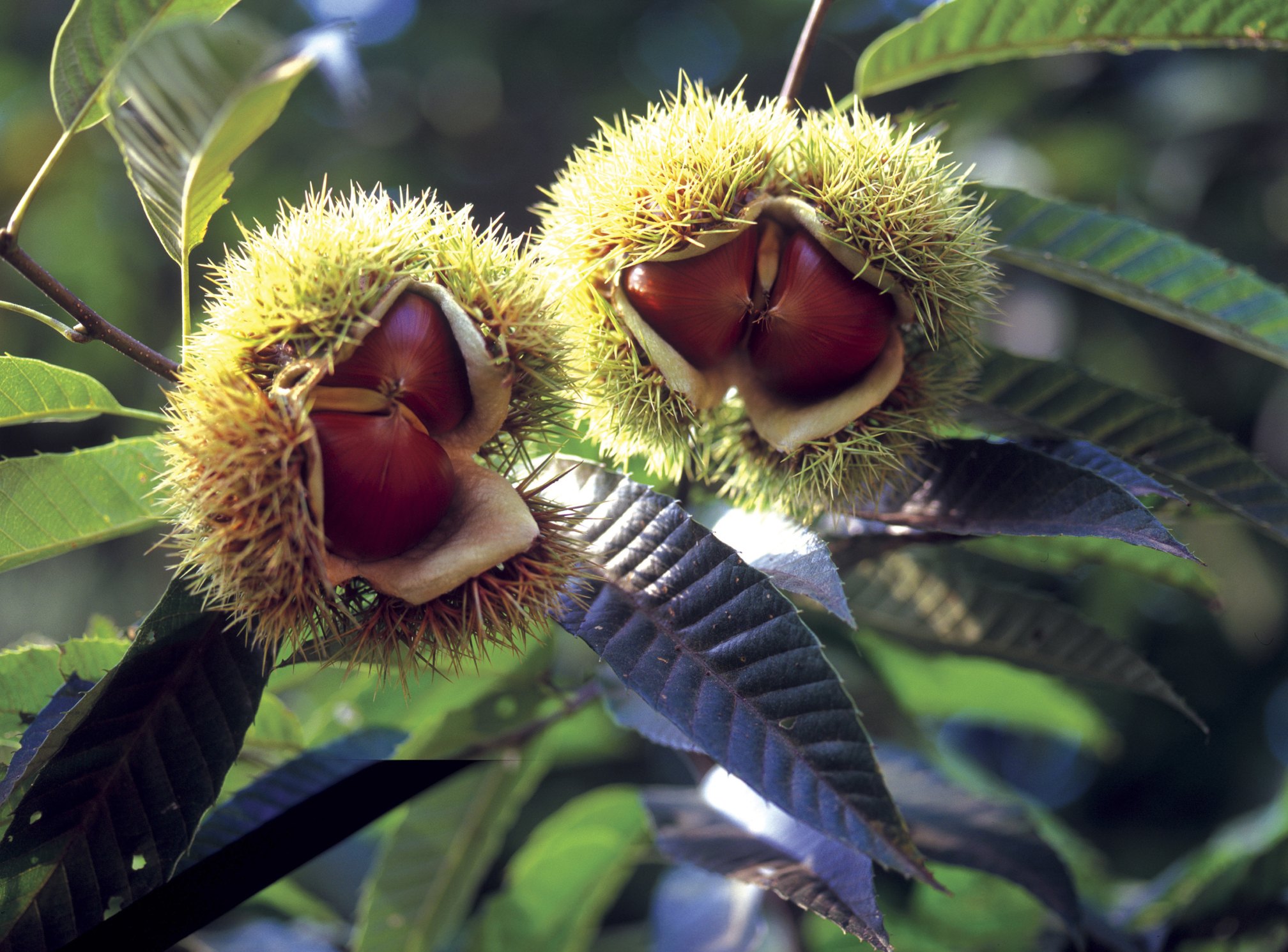 Growing American Chestnut Trees from Seed eHow