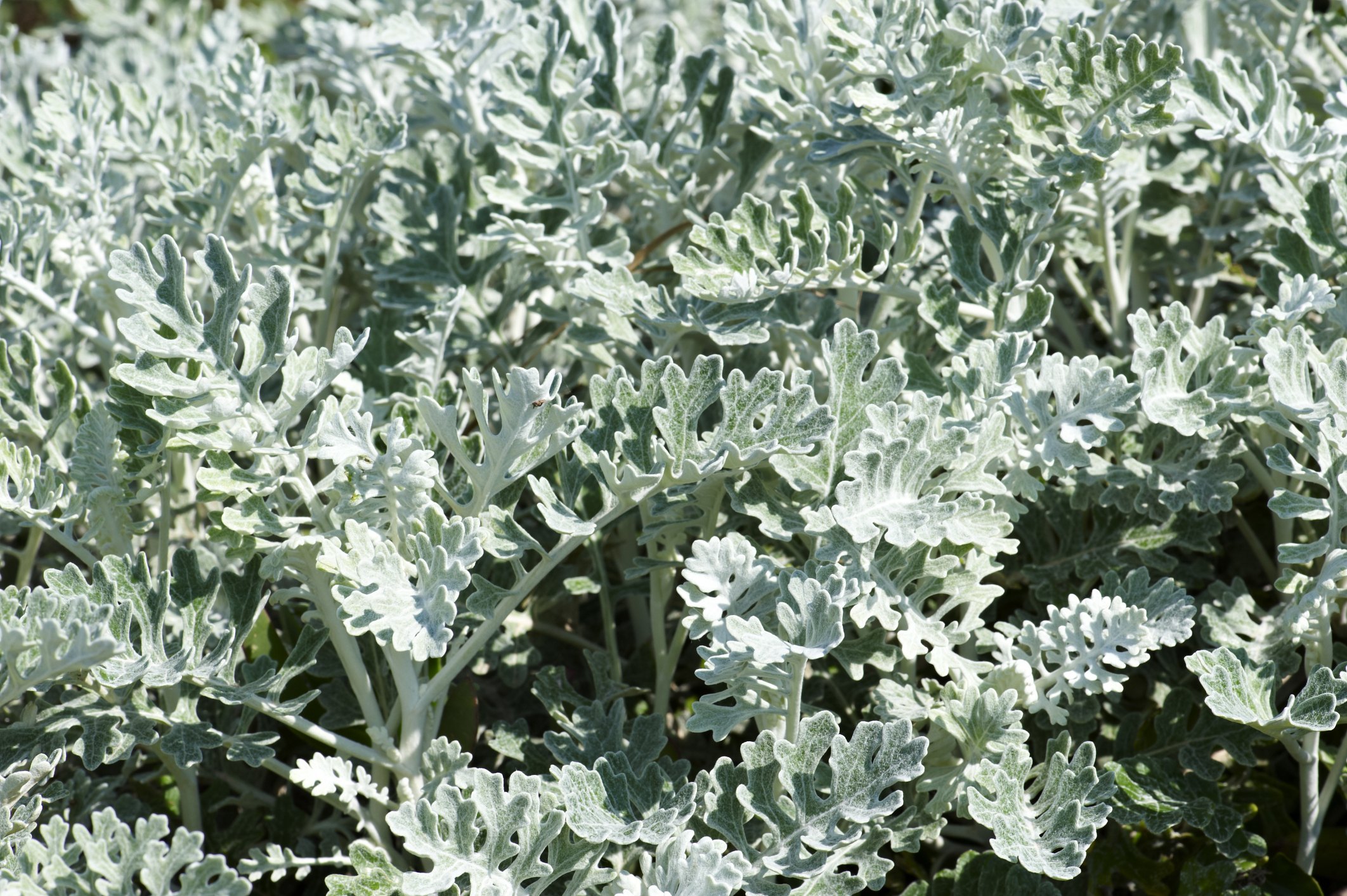 Care for a Dusty Miller Plant eHow