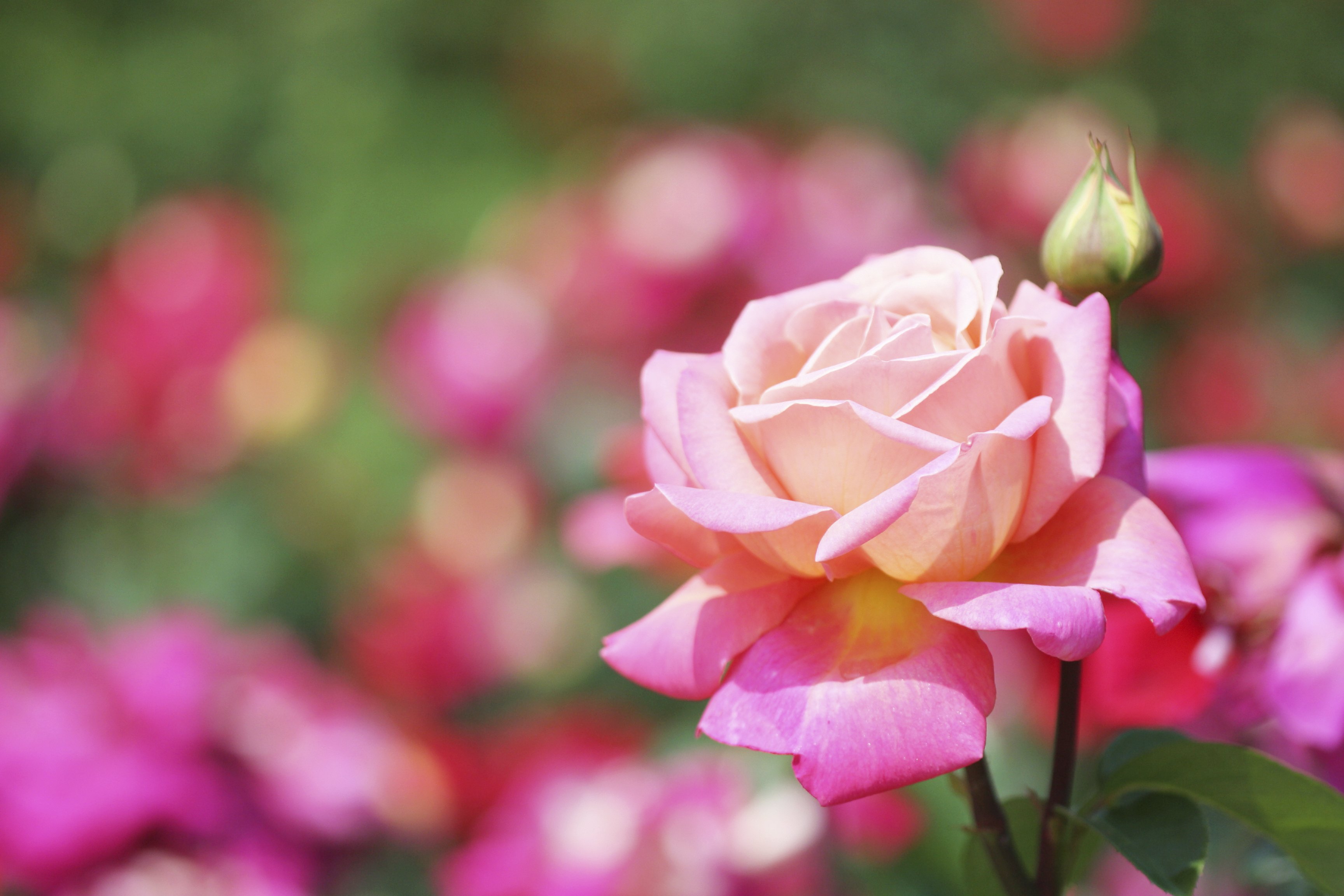 how-to-control-black-spot-on-roses-ehow