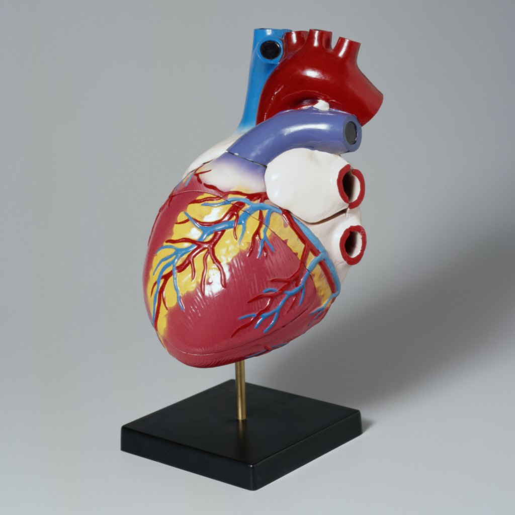 How to Make a Model of the Human Heart Using Paper | eHow