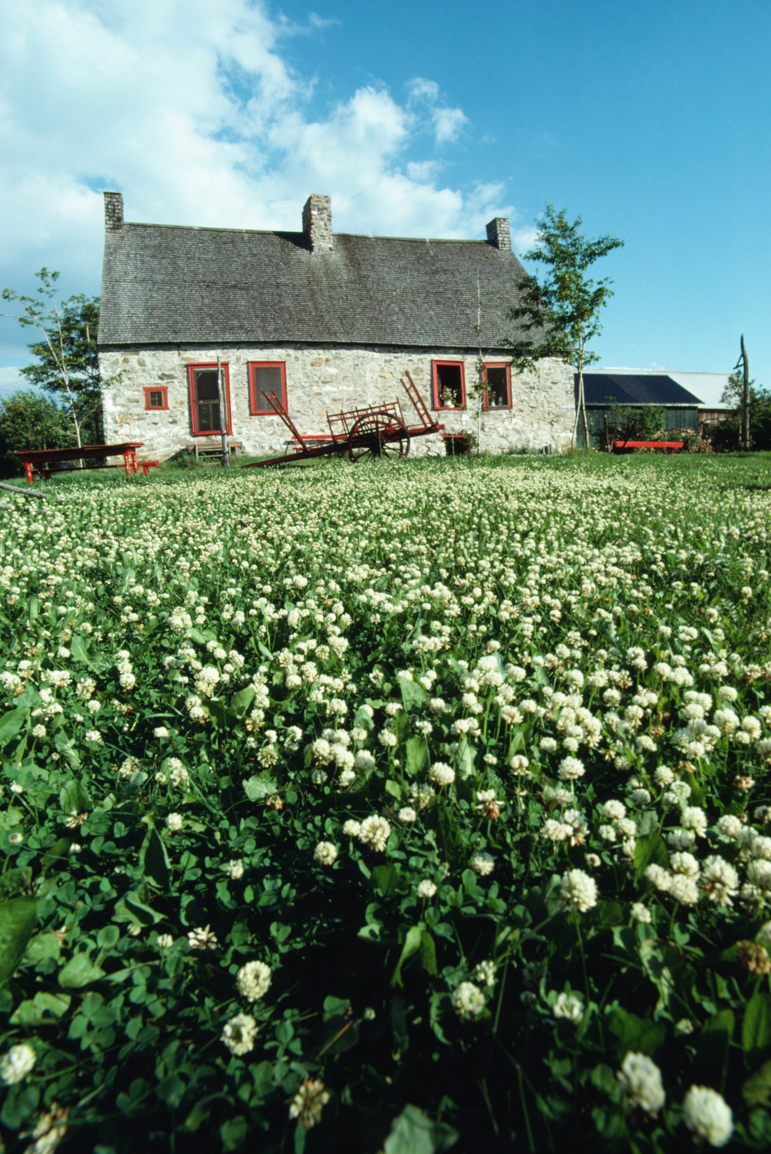 herbicide-that-will-not-kill-clover-ehow