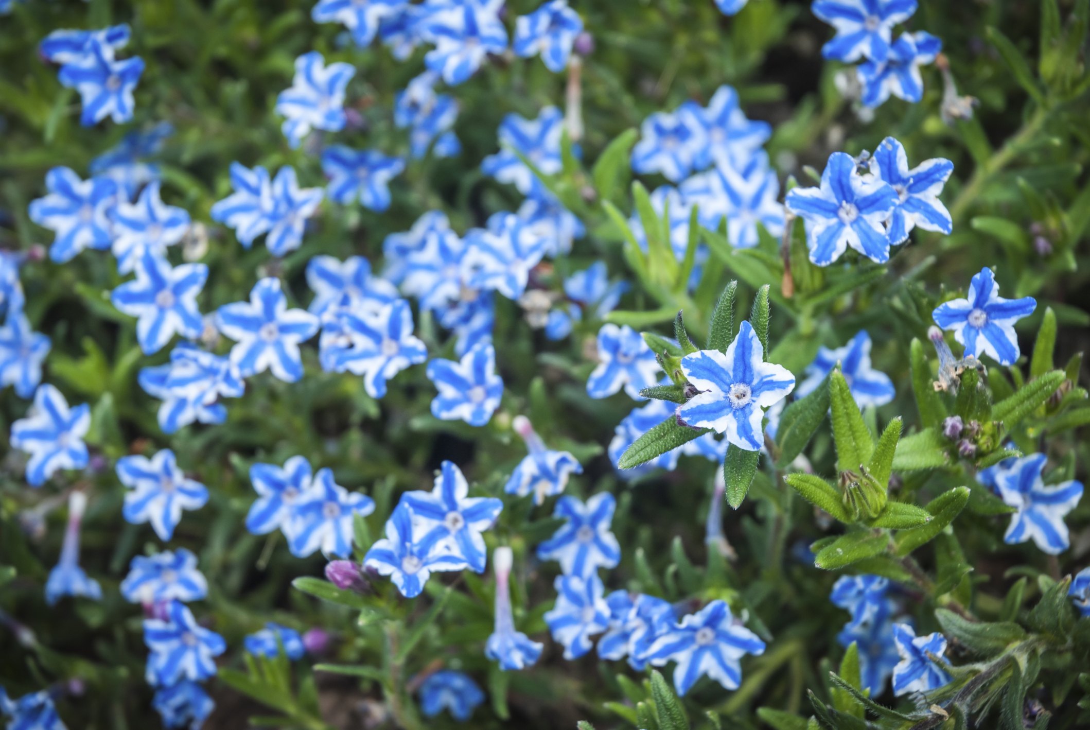 How to Grow Lithodora Diffusa Flowers | eHow