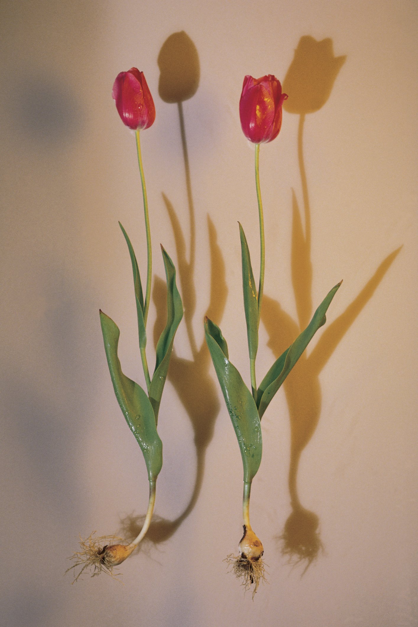 are-tulips-poisonous-to-humans-ehow