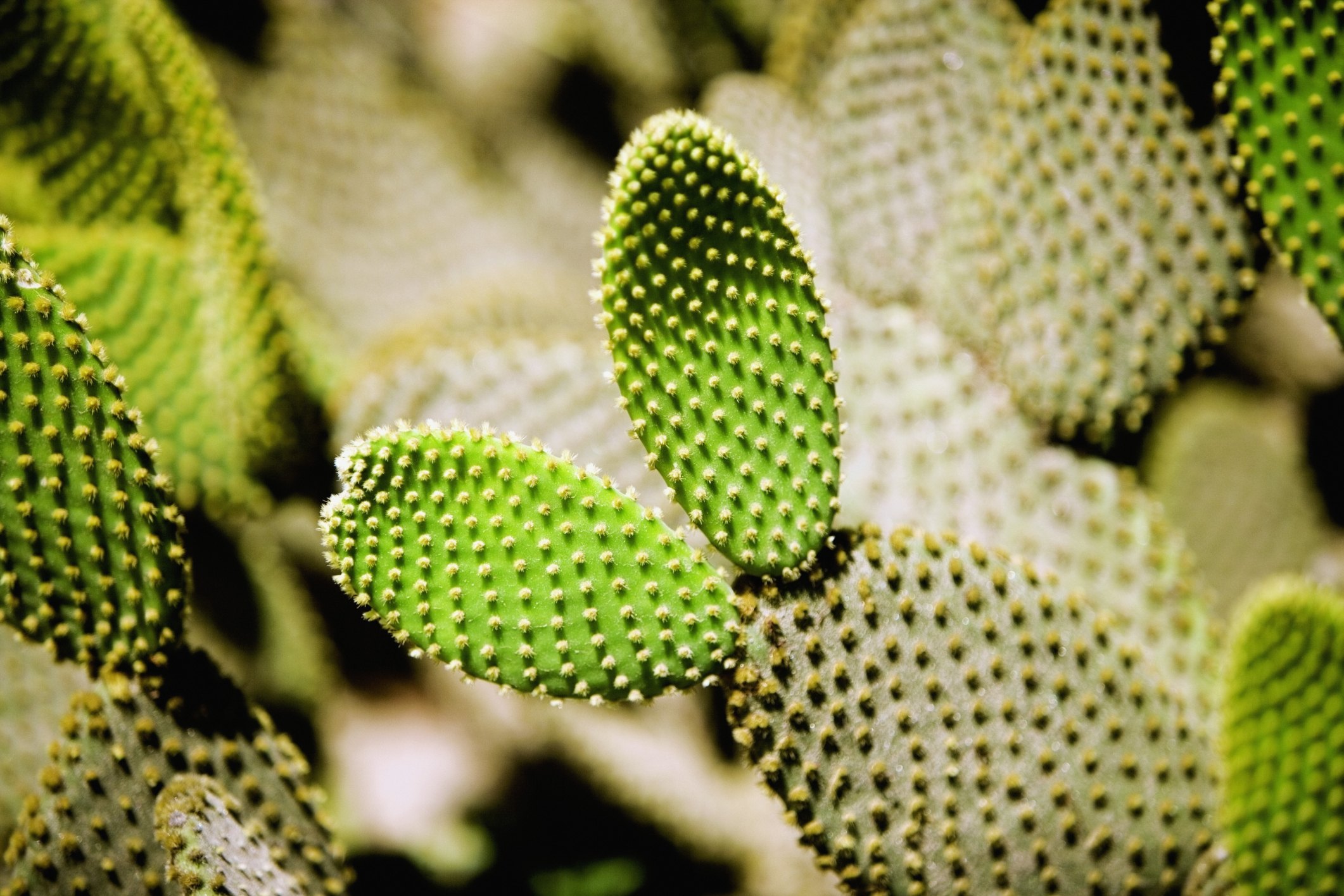 what-kind-of-plants-grow-in-the-desert-ehow