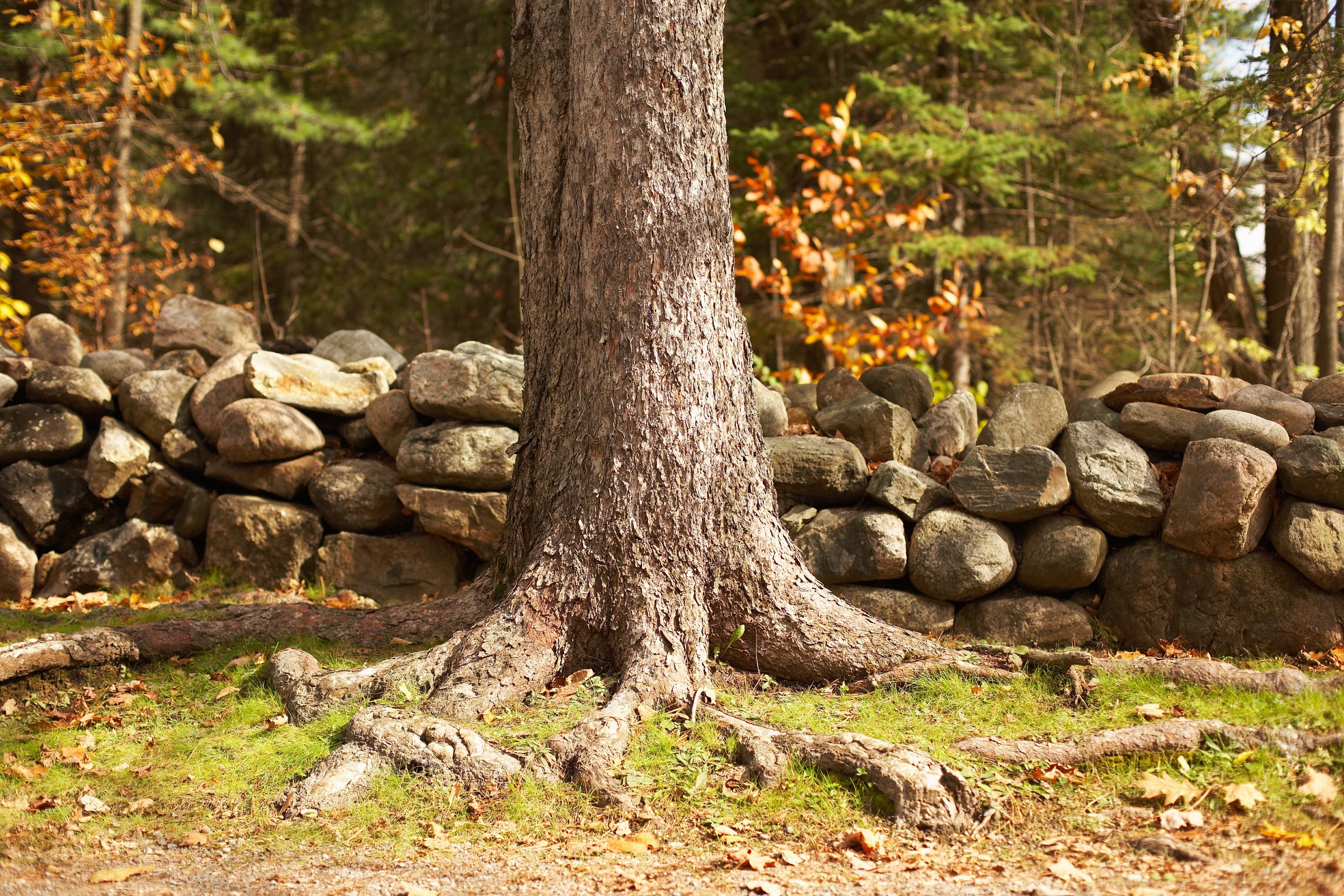 How to Lay Sod Over Tree Roots | eHow