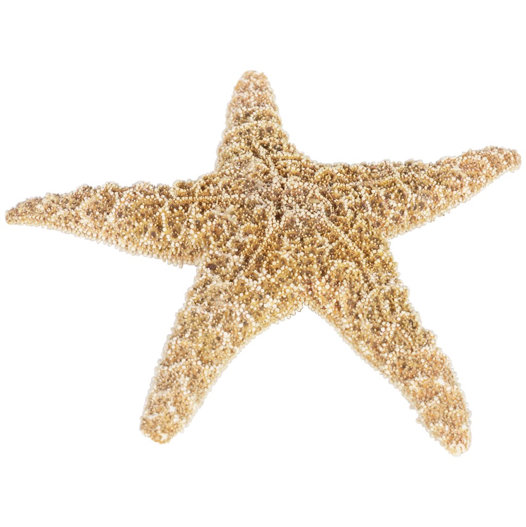 How to Bleach Starfish | eHow