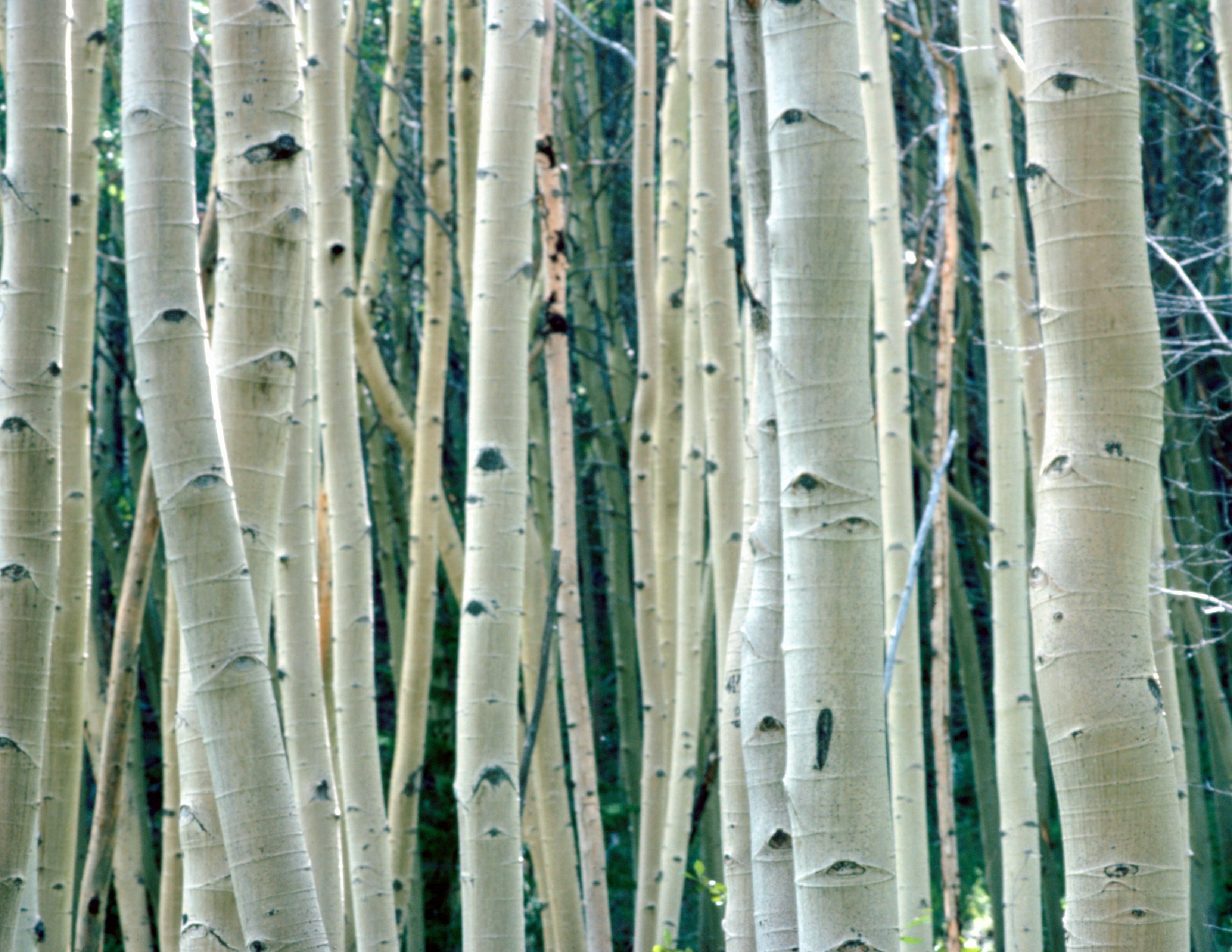 What Is Aspen Wood Used For? eHow