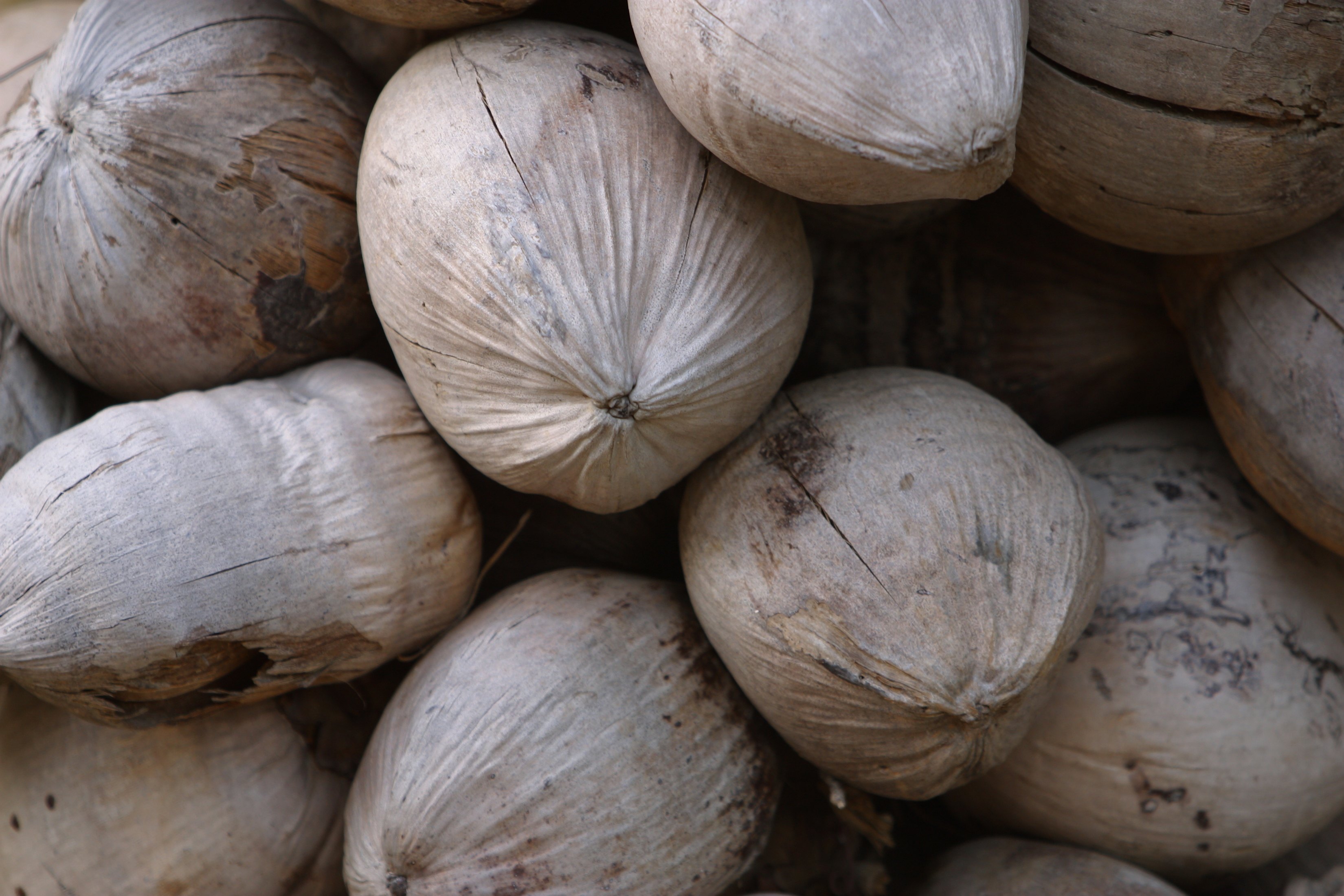 how-to-make-rope-out-of-coconut-husk-ehow