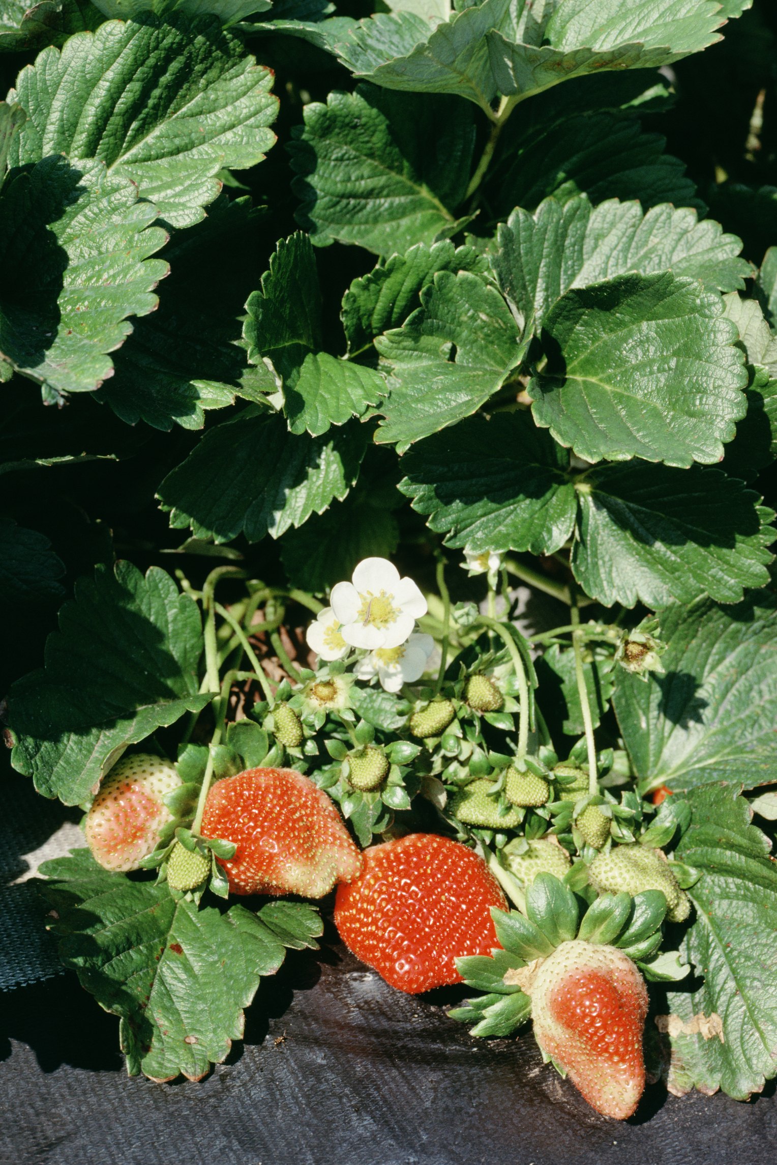 How to Stop Pill Bugs From Eating Strawberries eHow
