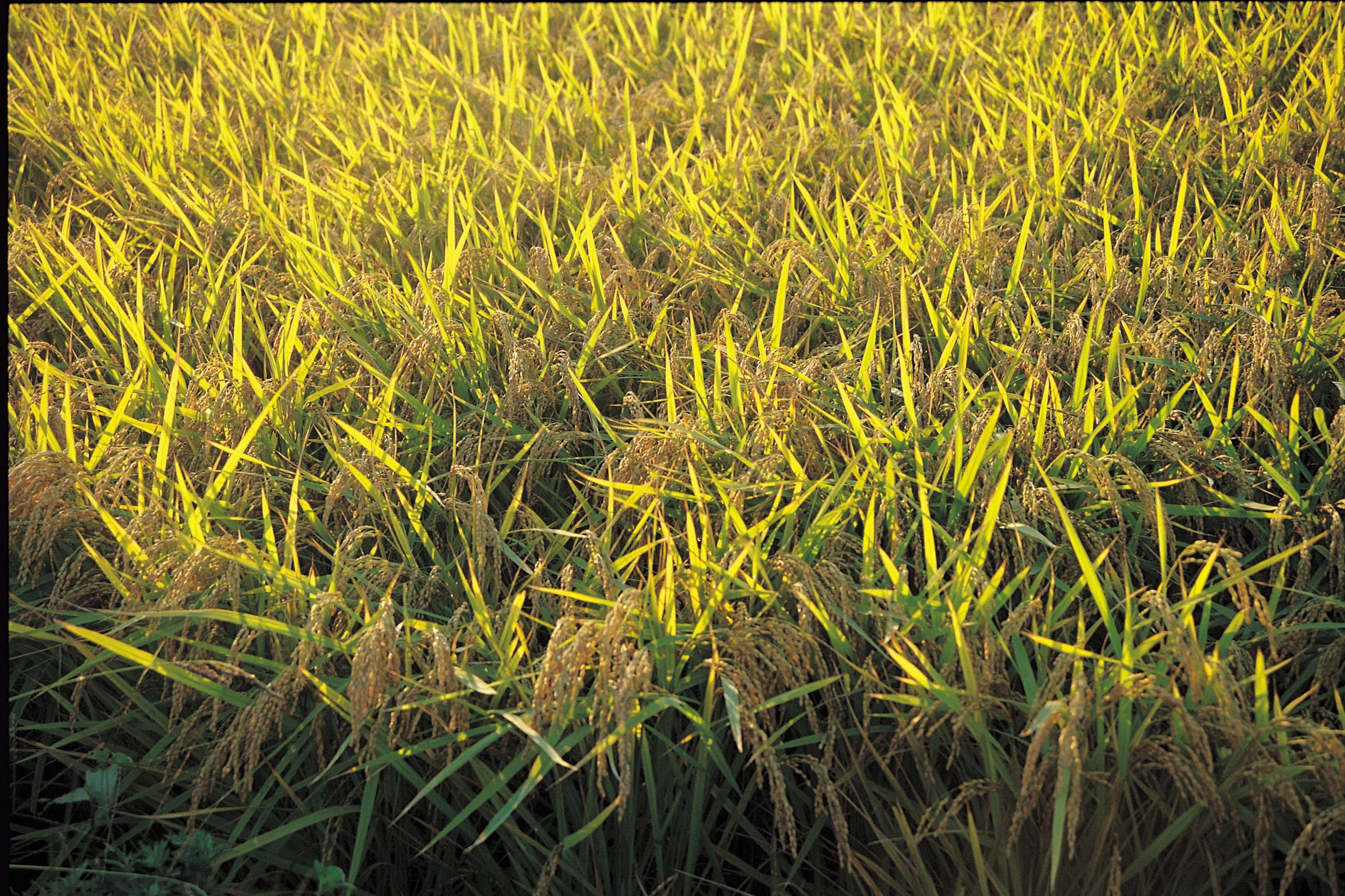 What Makes My Grass Blades Turn Yellow? | eHow