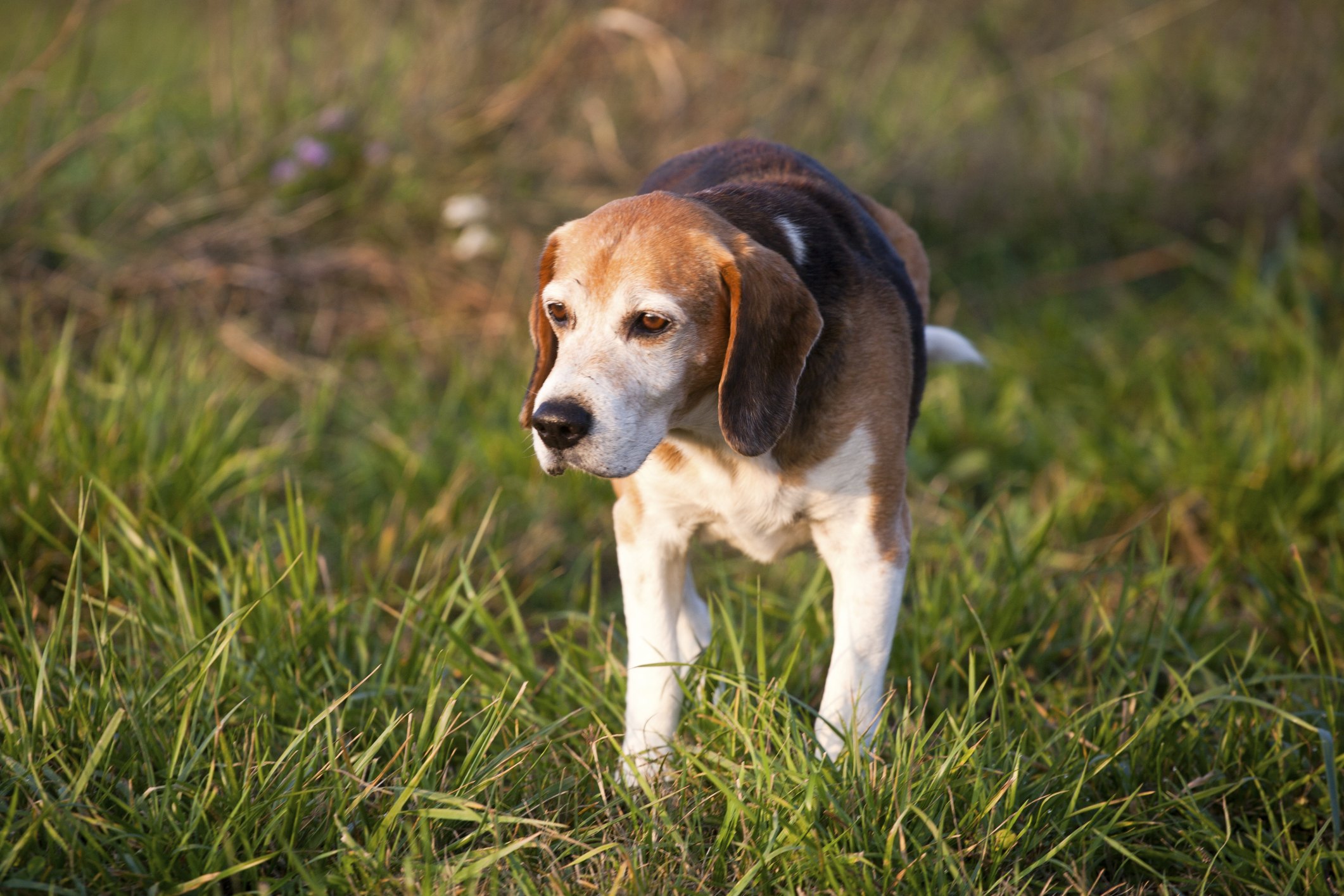 How to Train a Beagle to Hunt Rabbits | eHow