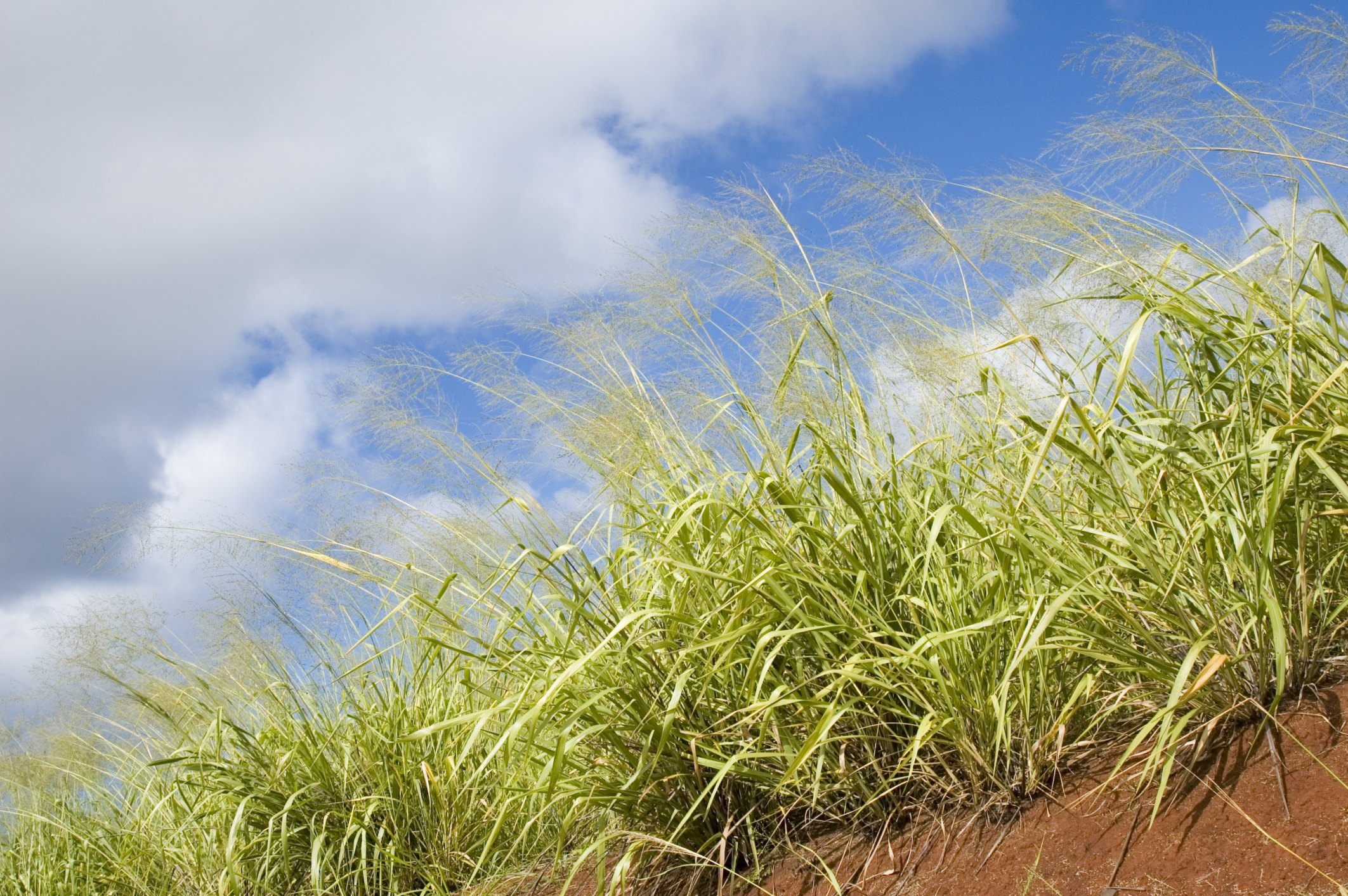 What Grows In Sandy Soil