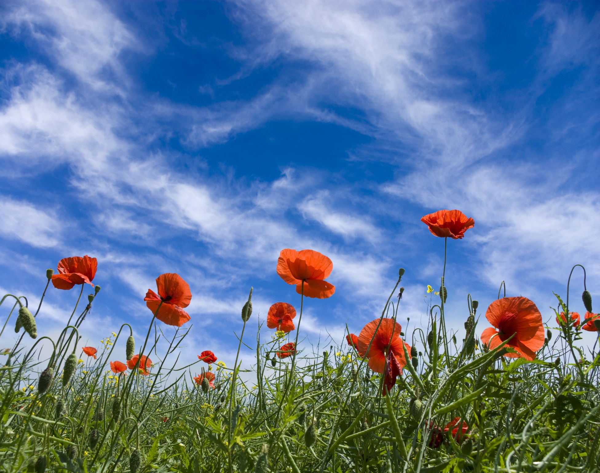 why-are-red-poppies-worn-on-veterans-day-with-pictures-ehow