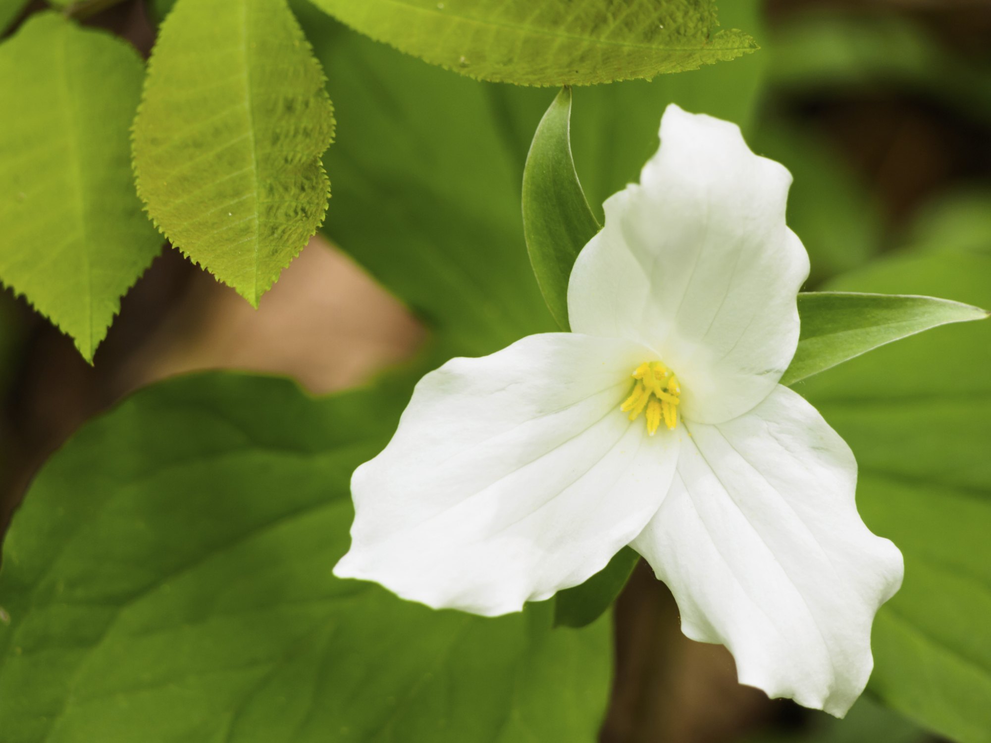 trillium-flower-facts-ehow