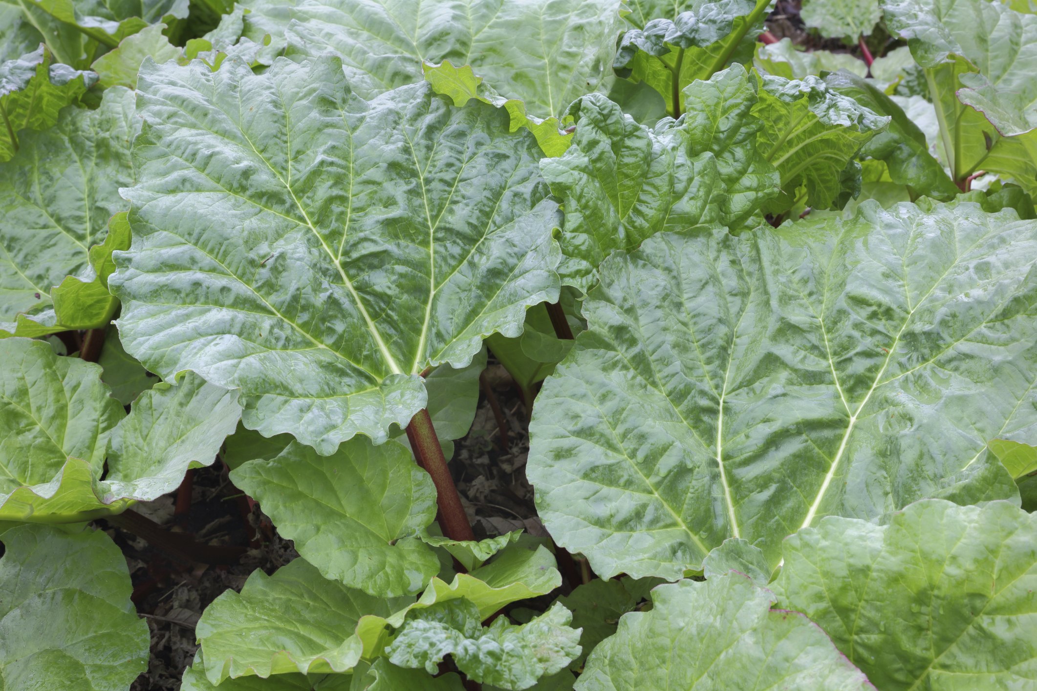 How to Make Rhubarb Leaf Natural Pesticide | eHow